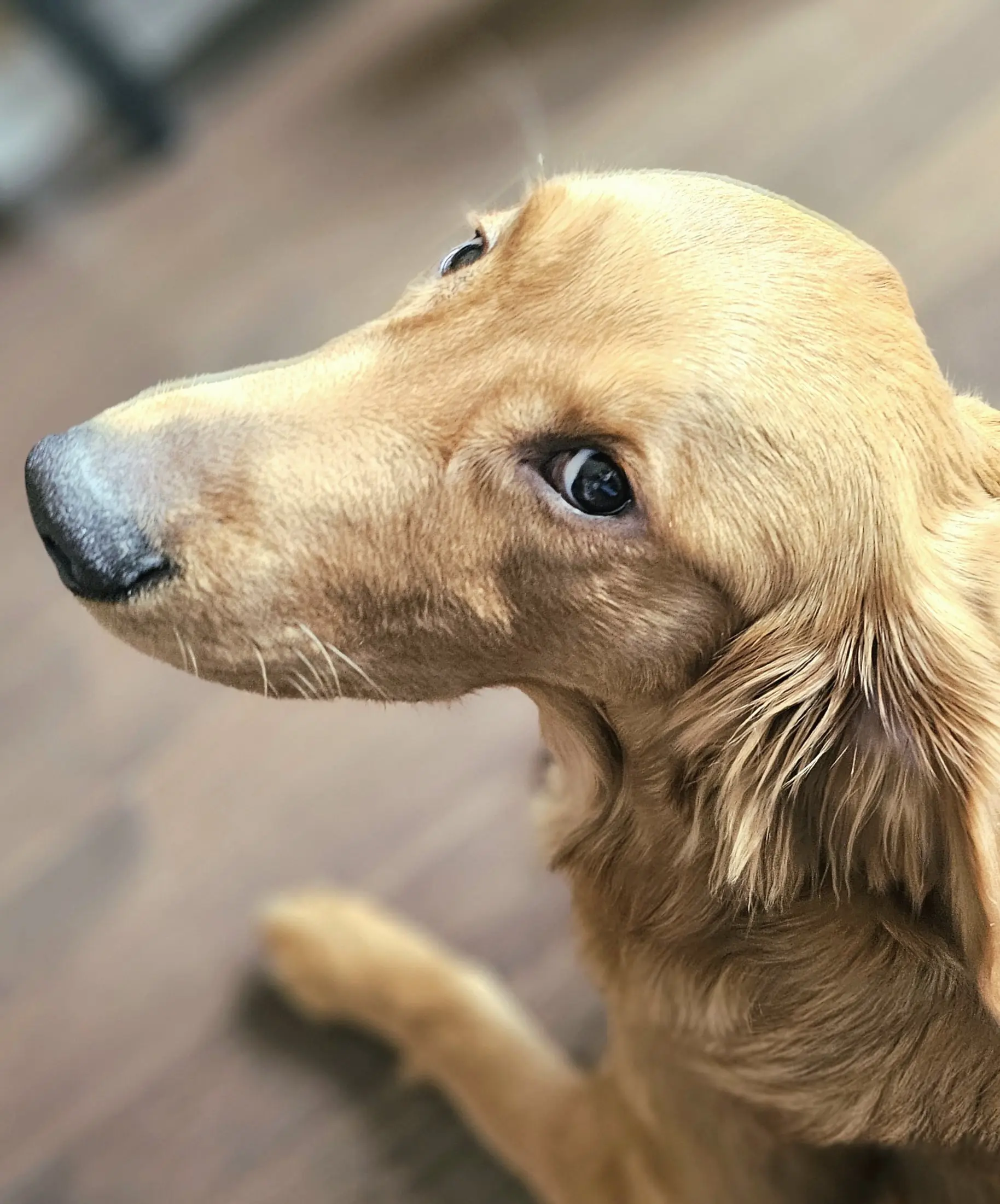 Dog Photography by Jeff Ellis