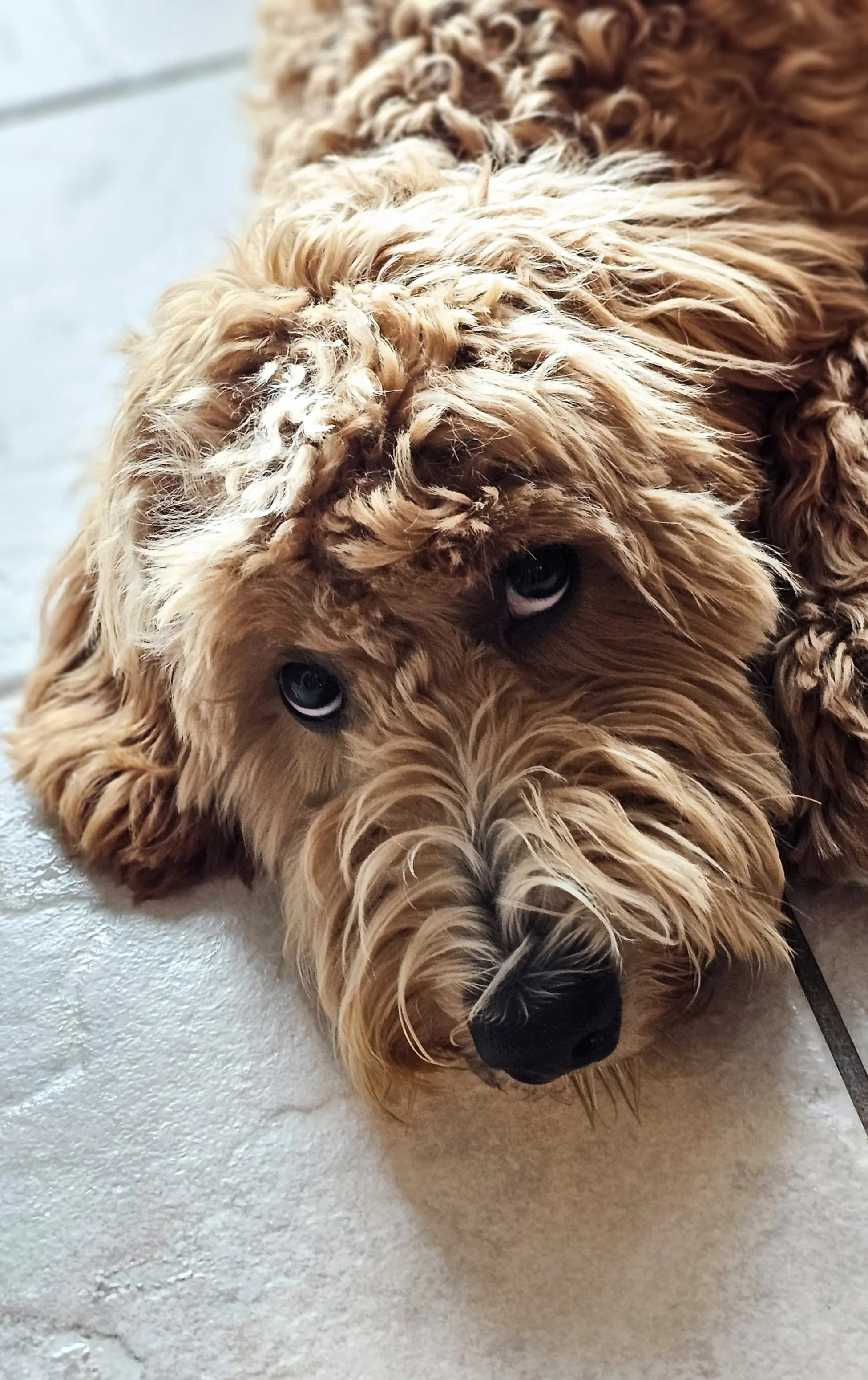 Dog Photography by Jeff Ellis