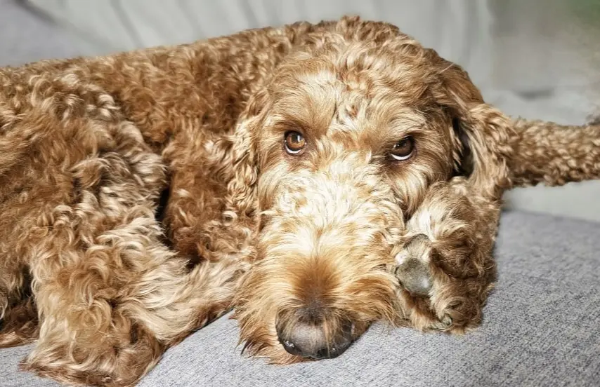 Dog Photography by Jeff Ellis