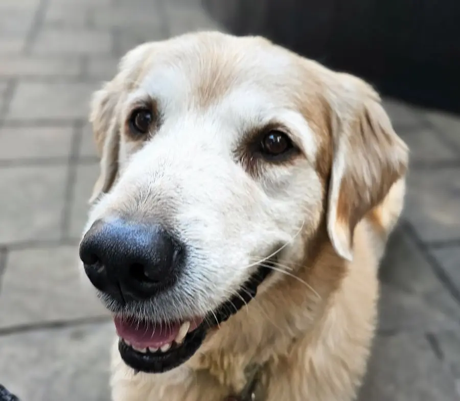 Dog Photography by Jeff Ellis