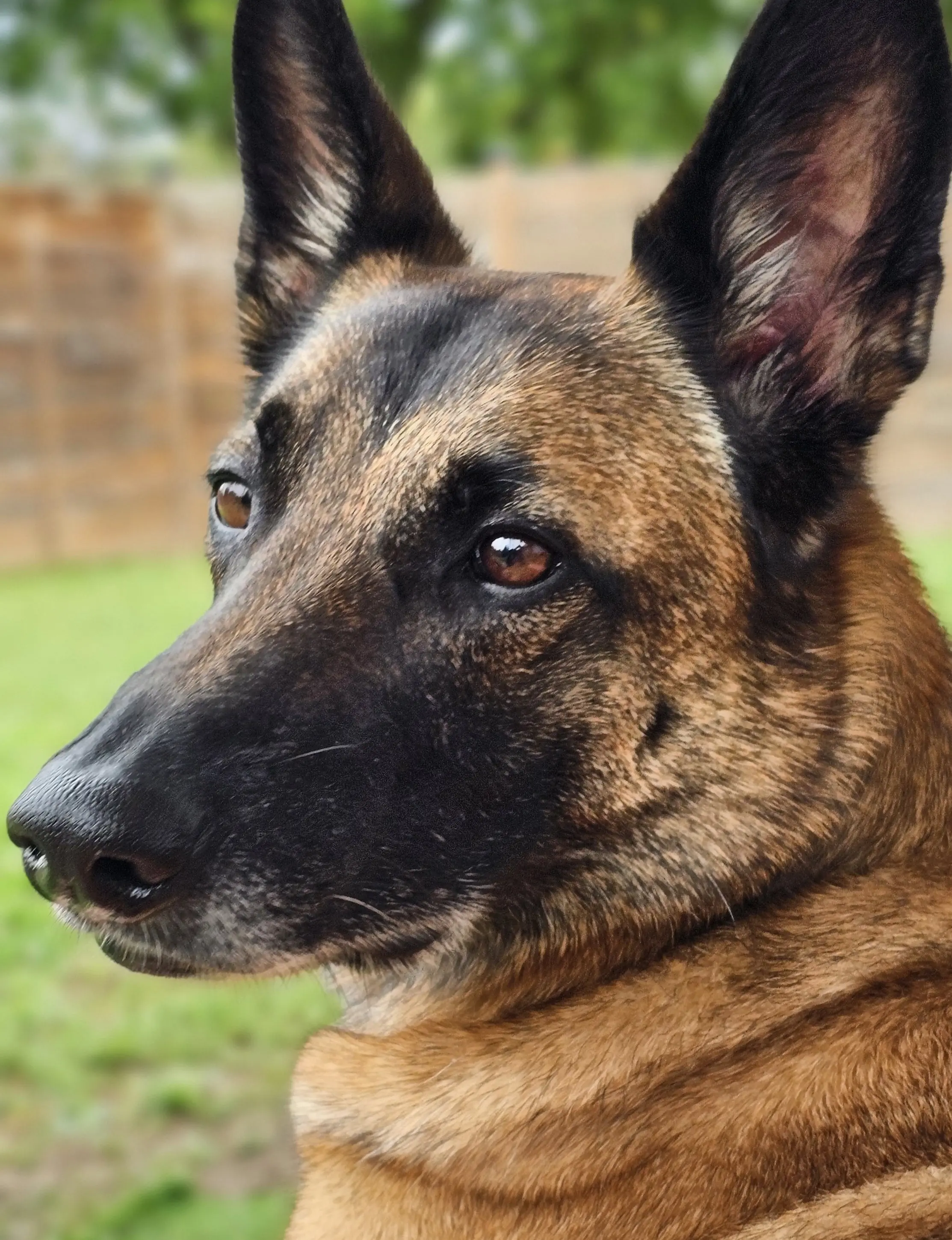 Dog Photography by Jeff Ellis