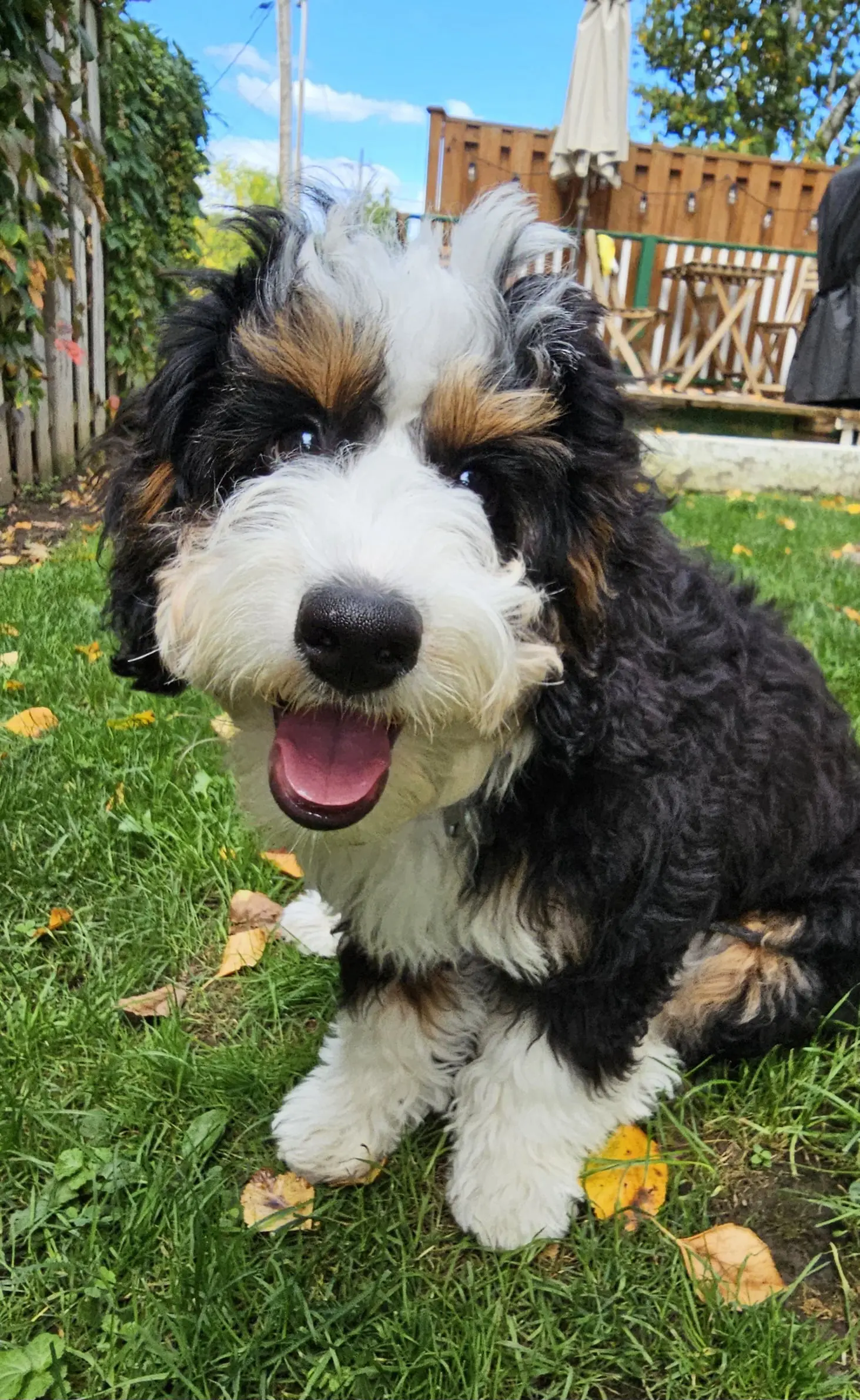 Dog Photography by Jeff Ellis