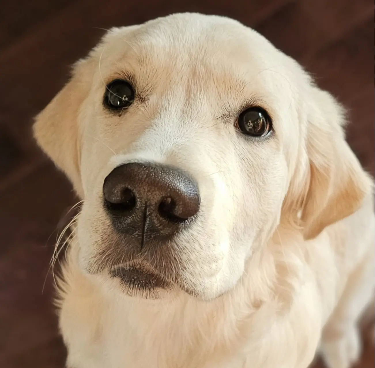 Dog Photography by Jeff Ellis